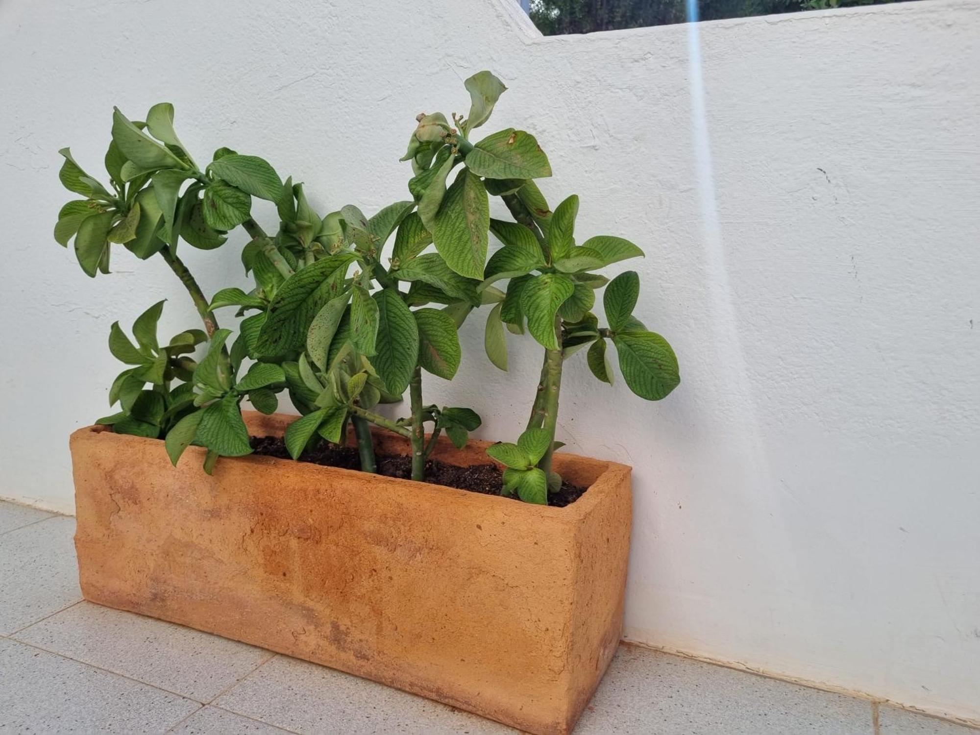 La Casa De Las Palomitas Corralejo Exterior photo